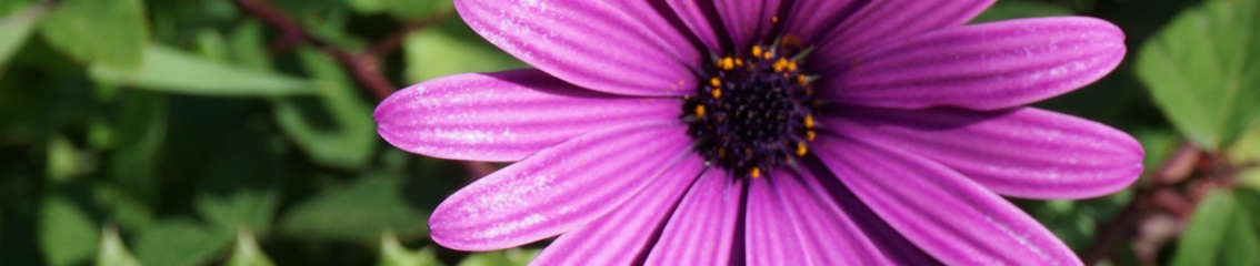 BoschiRenzo Pranoterapeuta - La Tecnica